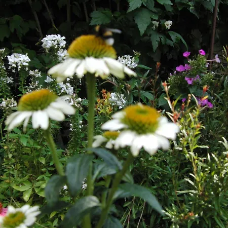 アパート Gaestehaus Einsa ツェレ