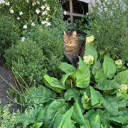 Gaestehaus Einsa ツェレ