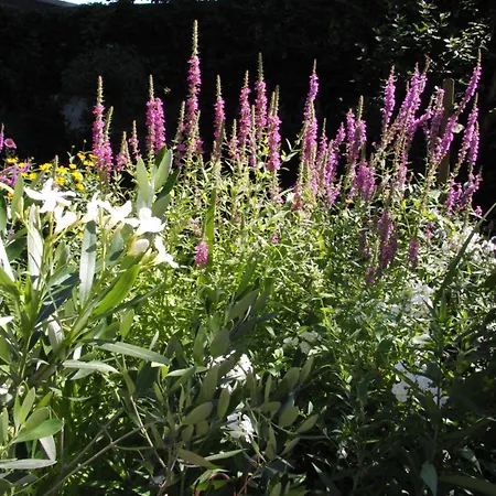 Gaestehaus Einsa ツェレ